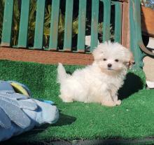 Puppies for sale maltese - Canada, Alberta, Calgary