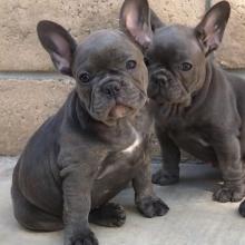 Puppies for sale french bulldog - Russia, Moscow