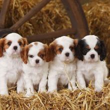 Puppies for sale king charles spaniel - Lithuania, Utena