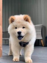 Puppies for sale chow chow - Austria, Vienna. Price 11 €