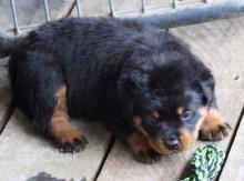 Puppies for sale rottweiler - Sweden, Goteborg