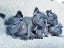 Puppies for sale french bulldog - Bulgaria, Sofia. Price 10 €