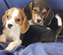 Puppies for sale beagle - Russia, Barrow