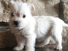 Puppies for sale west highland white terrier - Canada, Ontario, Toronto