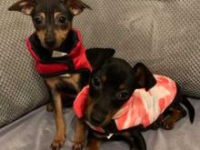 Puppies for sale miniature pinscher - Poland, Torun