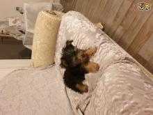 Puppies for sale yorkshire terrier - Portugal, Lisbon. Price 12 €