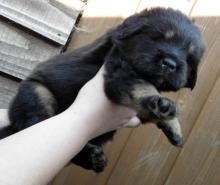 Puppies for sale tibetan mastiff - Russia, Barrow