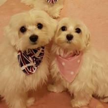 Puppies for sale maltese - Canada, thunder bay