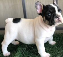 Puppies for sale french bulldog - Belgium, Charleroi