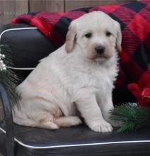 Puppies for sale labrador retriever - Netherlands, Maastricht