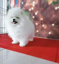 Puppies for sale pomeranian spitz - Denmark, Kopenagen. Price 10 €