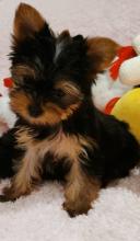 Puppies for sale yorkshire terrier - Austria, Vienna