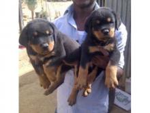 Puppies for sale rottweiler - USA, Iowa