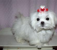 Puppies for sale maltese - Ireland, BELFAST