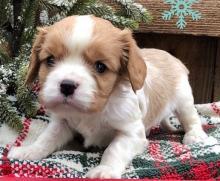 Puppies for sale king charles spaniel - Bulgaria, Plovdiv