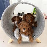 Puppies for sale , cavapoo - Spain, Oviedo