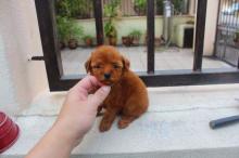 Puppies for sale toy-poodle - Austria, Vienna