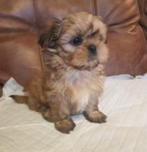 Puppies for sale shih tzu - Finland, Turks