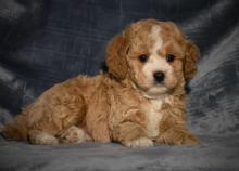 Puppies for sale other breed - Azerbaijan, Azerbaijan