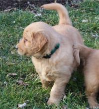 Puppies for sale golden retriever - Czech Republic, Dunajska Streda