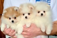 Puppies for sale pomeranian spitz - Cyprus, Limassol