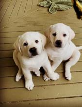 Puppies for sale labrador retriever - Italy, Ravenna