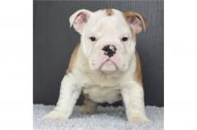 Продам щенка english bulldog - Austria, Vienna