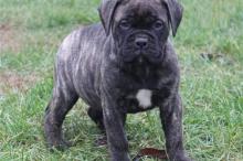 Puppies for sale bullmastiff - Germany, Munich