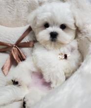 Puppies for sale maltese - Turkmenistan, Turkmenabad