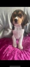 Puppies for sale beagle - Netherlands, Maastricht. Price 10 €