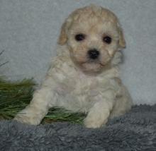 Puppies for sale toy-poodle - Georgia, Georgia