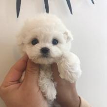 Puppies for sale maltese - Germany, Frankfurt