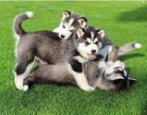 Продам щенка haski, blue eyes siberian husky puppies - Italy, Milan