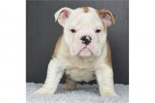 Puppies for sale english bulldog - Portugal, Braga