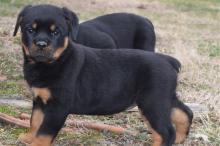 Puppies for sale rottweiler - Austria, Linz