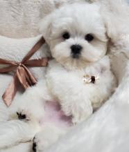 Puppies for sale maltese - Ukraine, Kiev