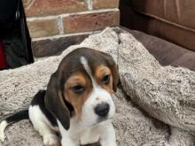 Puppies for sale beagle - Germany, Braunschweig. Price 12 €