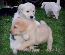 Puppies for sale labrador - Hungary, Budapest