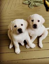 Puppies for sale labrador retriever - Kyrgyzstan, Bishkek