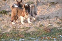 Puppies for sale akita - Czech Republic, Hradec Kralove