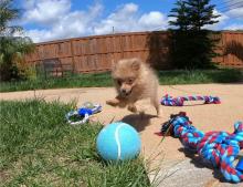 Puppies for sale pomeranian spitz - Sweden, Malmo