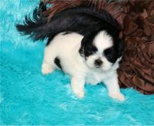 Puppies for sale shih tzu - Sweden, Mutal