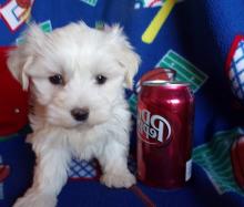 Puppies for sale maltese - Sweden, Leksand