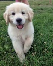 Puppies for sale golden retriever - Italy, Pesaro