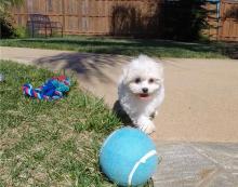 Puppies for sale maltese - Sweden, Kalmar