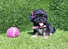 Puppies for sale shih tzu - Sweden, Esbjerg