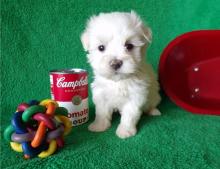 Puppies for sale maltese - Sweden, Mutal