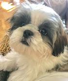 Puppies for sale shih tzu - Czech Republic, Hradec Kralove