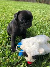 Puppies for sale pug - Sweden, Lidkoping