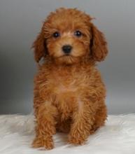 Puppies for sale toy-poodle - Tajikistan, Khujand